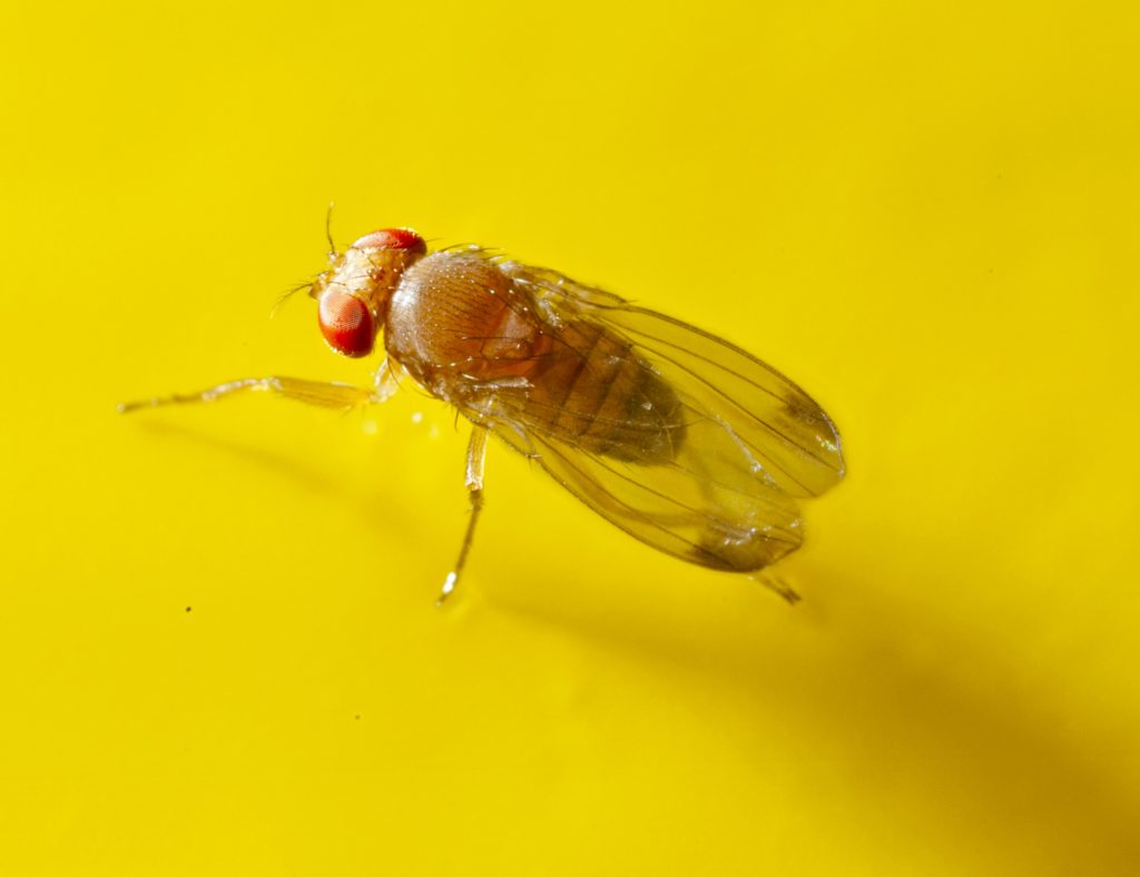 Up close photo of spotted wing drosophila insect.