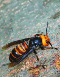 Northern giant hornet