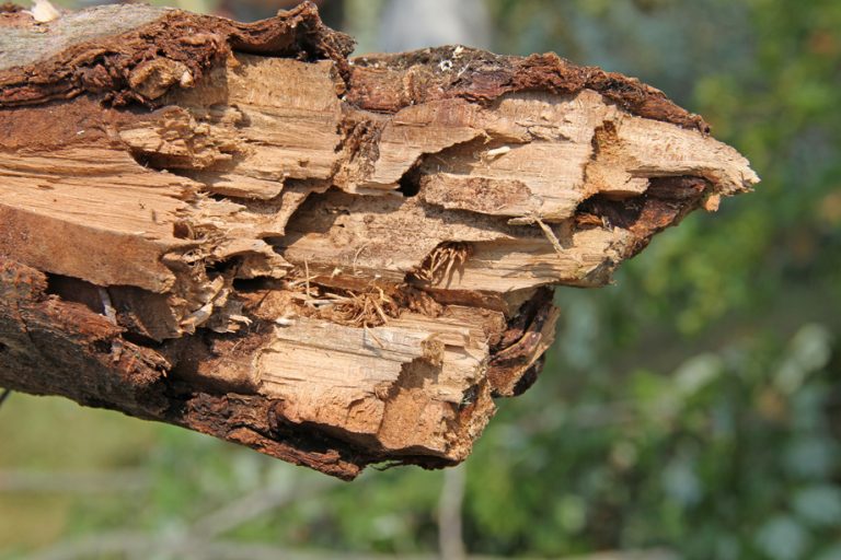 ALB Larval Damage - Broken Branch