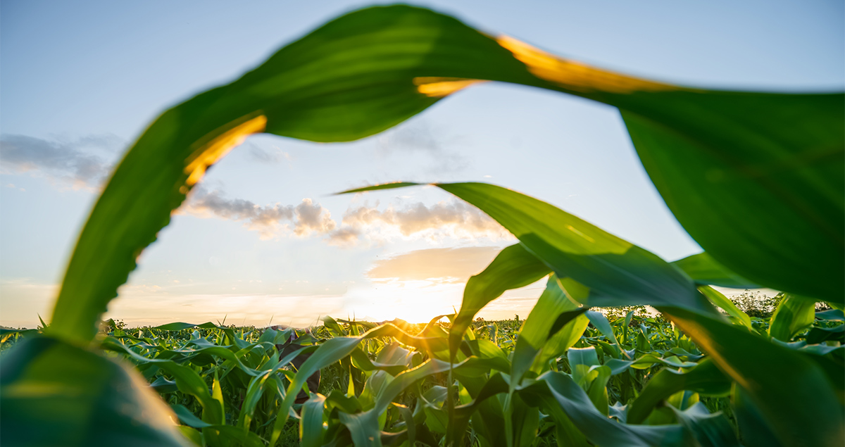 Corn field with a corn leaf framing a peaceful, glowing sunsest