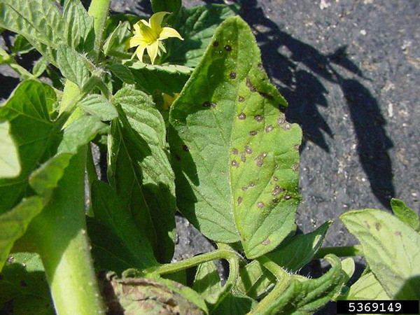 Tomato leaf with gray dots with white centers on leaves