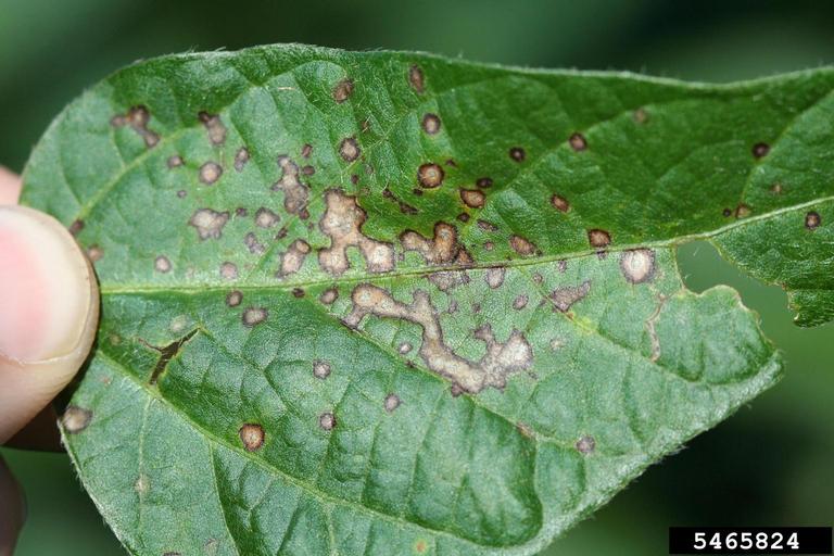 Frog eye leaf spot disease on a soybean leaf. Disease lesions are rounded with pale cream-colored centers and dark brown edges.