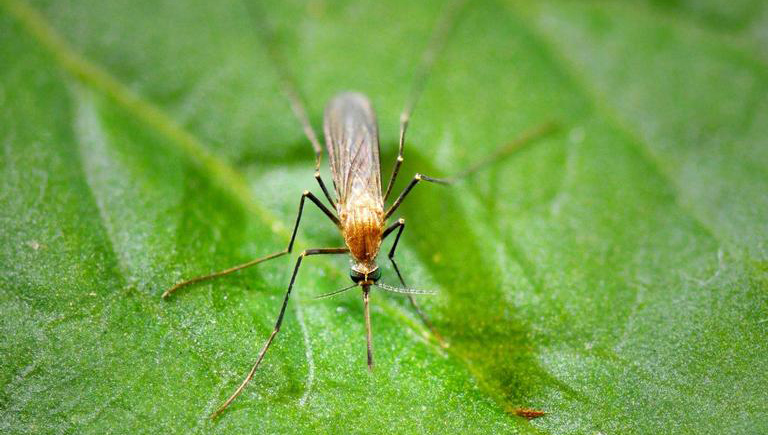 Top view of a northern house mosquito sitting on a green leaf.