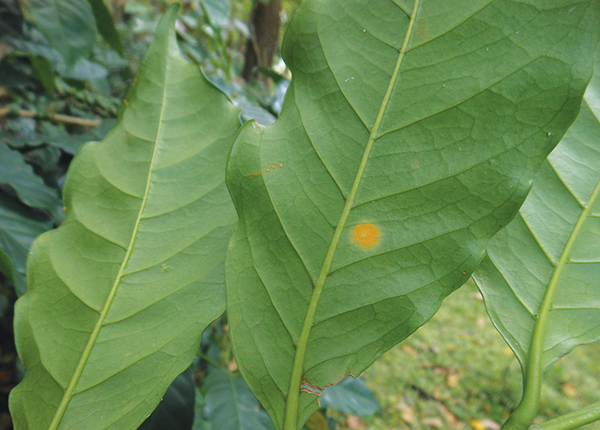 Early coffee leaf rust infection appears as a yellow circle on the bottom of a green coffee leaf.