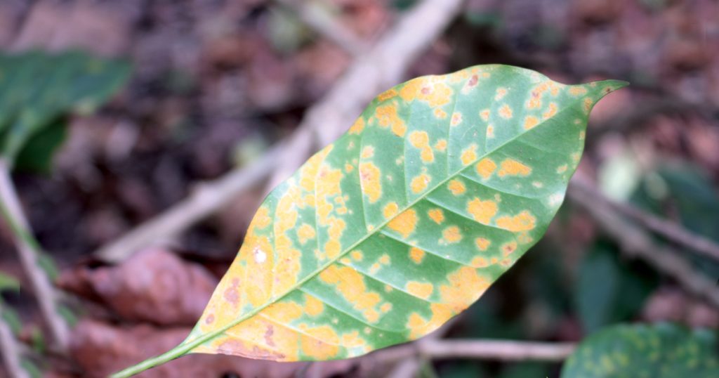 Coffee leaf rust damage (yellow spots) on green coffee leaf.