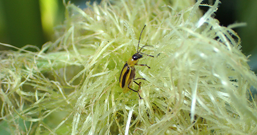 Western corn rootworm adult on a corn tassel.