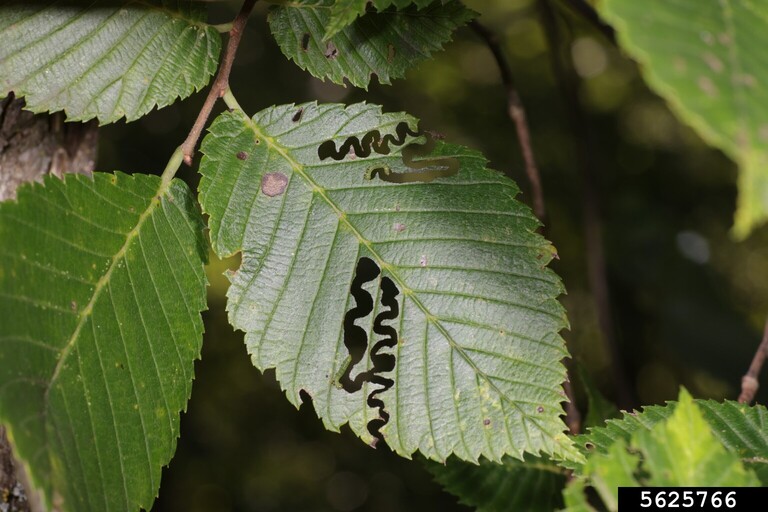 Elm leaf with elm zigzag sawfly damage swerving back and forth from the center to the leaf edge.
