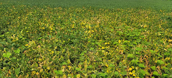 Soybean field with yellow and light green leaves caused by disease. 