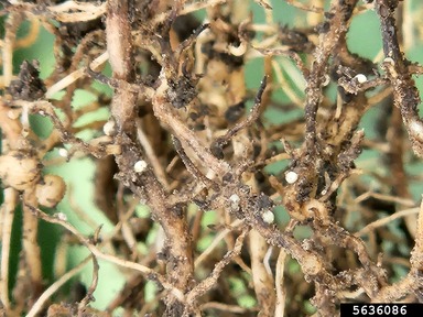 Close up photo of Soybean Cyst Nematode on soybean plant roots.