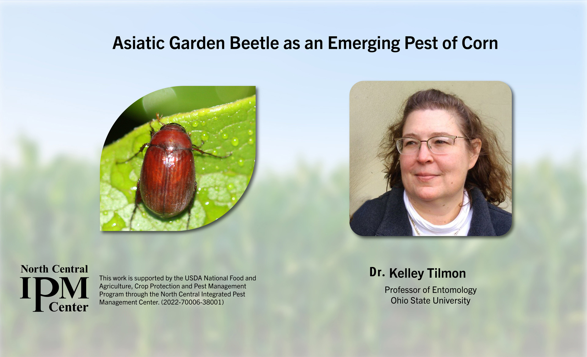 Title: Asiatic Garden Beetle as an Emerging Pest of Corn. Featuring Dr. Kelley Tilmon from Ohio State University