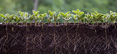 Young soybean plants showing roots growing in soil.
