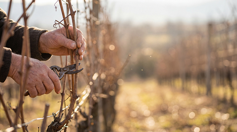 A hand clipping a grape vine during the dormant season.