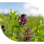 Alfalfa flower in alfalfa field with blue sky background
