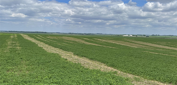 Alfalfa field with yellowish discoloration from alfalfa weevil damage. 