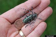 Asian longhorned beetle