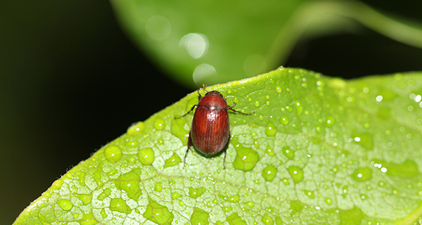 Reddish-brown beetle on a green leaf