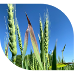 Barley yellow dwarf virus on wheat