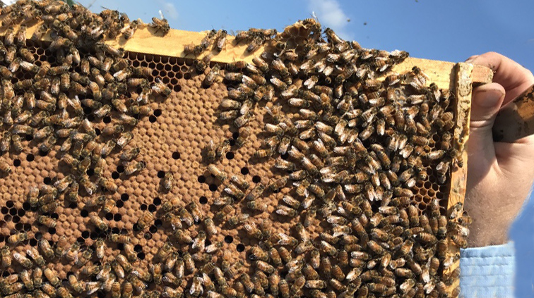 Honey bees on a frame of a bee hive.