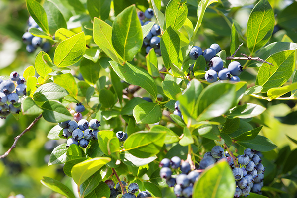 Ripe blueberry clusters on blueberry bush.