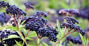 Clusters of ripe elderberry fruit