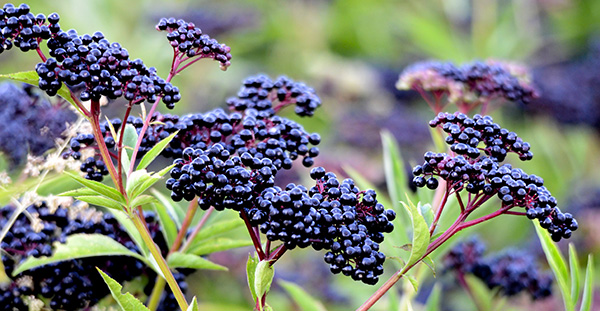 Clusters of ripe elderberry fruit