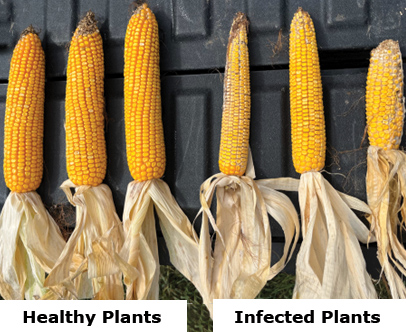 A row of mature corn ears with the husk removed showing the amount of seed on each ear. Healthy ears are wider with more kernels.
