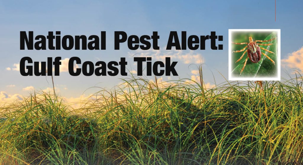 National Pest Alert: Gulf Coast tick