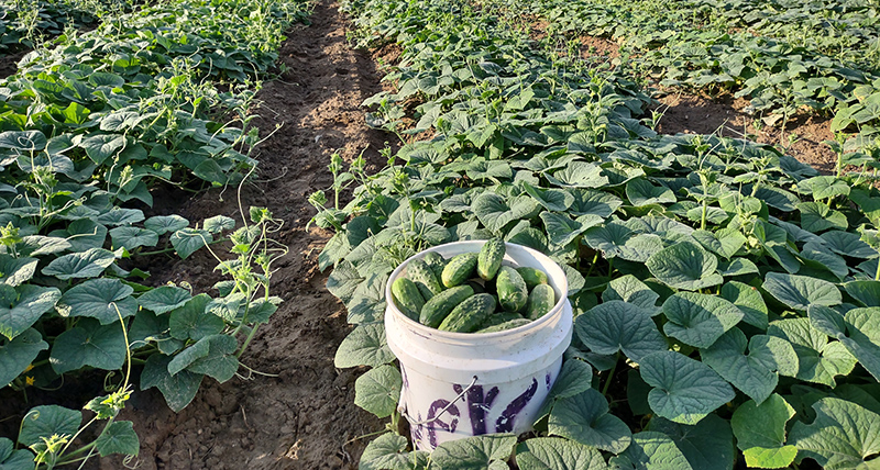 Field of cucumber plants with a bucket full of cucumbers at the end of the row.