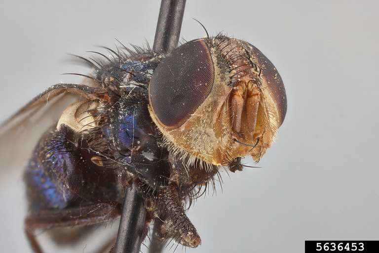Frontal view of a pinned New World screwworm adult
