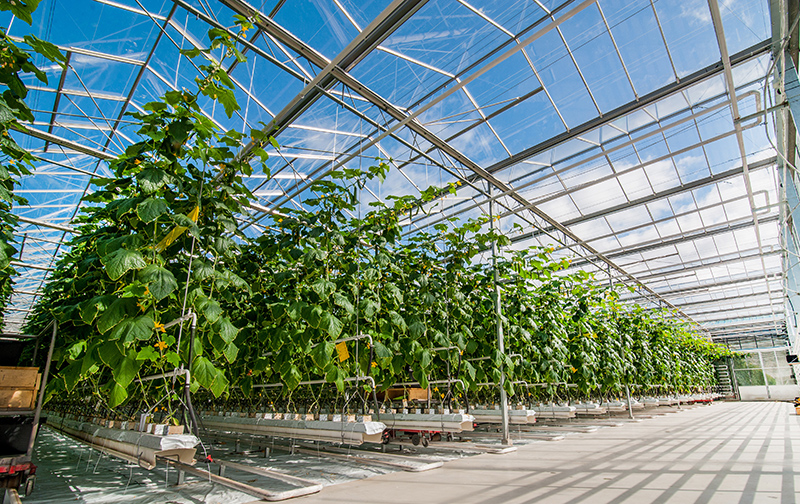 Cucurbits growing in a glass greenhouse.