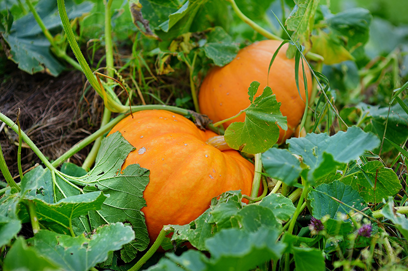 Small pumpkins nestled in their vines.
