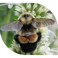 Rusty patched bumblee bee on white flower