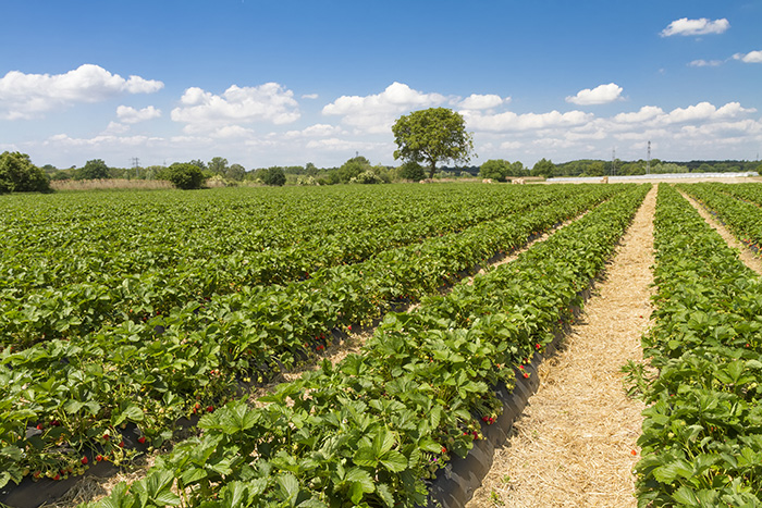 Strawberry field with mulch between rows.