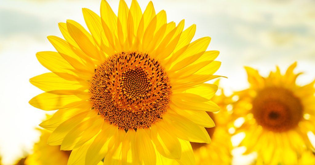 Bright, yellow sunflower
