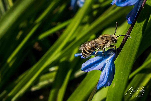 Native bee on blue flower