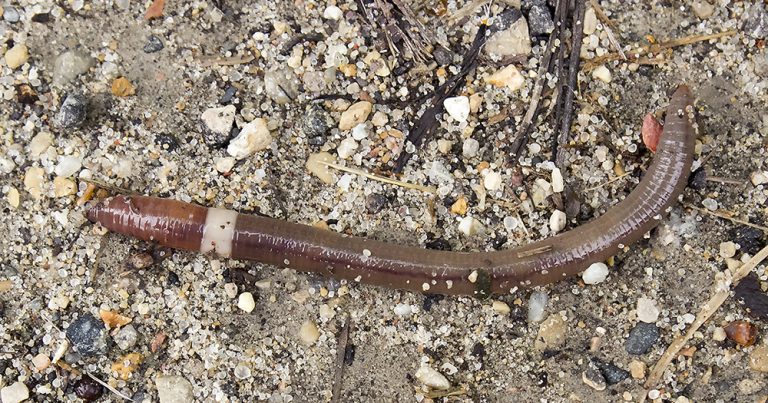 Adult jumping worm on sand.