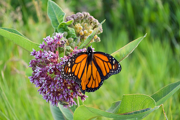 Male monarch on common milkweed flower. 