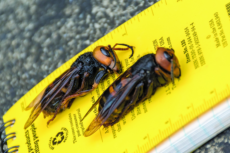 Two dead adult northern giant hornets laying on yellow research notebook.