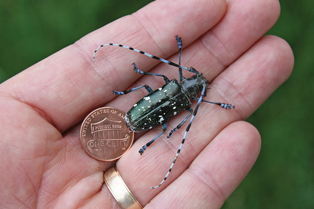 Adult Asian longhorned beetle on hand next to a penny for scale. Photo by Joe Boggs, The Ohio State University