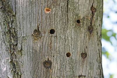 ALB exit holes are 3/8 inch in diameter (a pencil easily fits inside) and are often near oviposition pits.