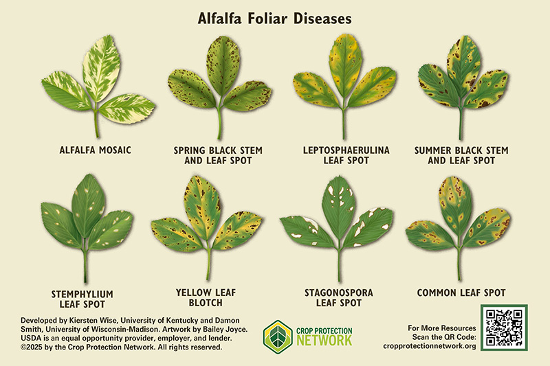 Preview of poster featuring eight alfalfa foliar diseases: alfalfa mosaic, spring black stem and leaf spot, leptosphaerulina leaf spot, summer black stem and leaf spot, stemphylium leaf spot, yellow leaf blotch, stagonospora leaf spot and common leaf spot