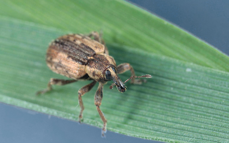 Adult alfalfa weevil on a leaf.