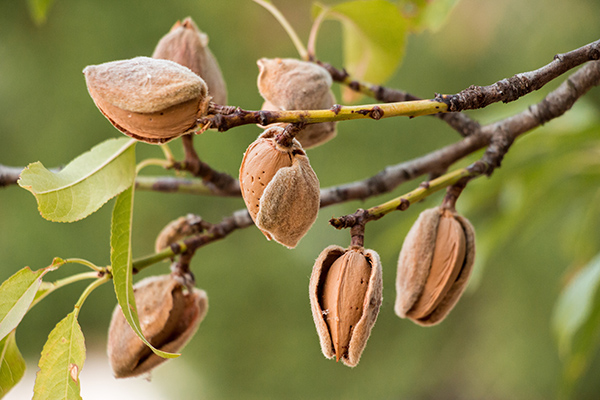 Ripe almonds on an almond tree.