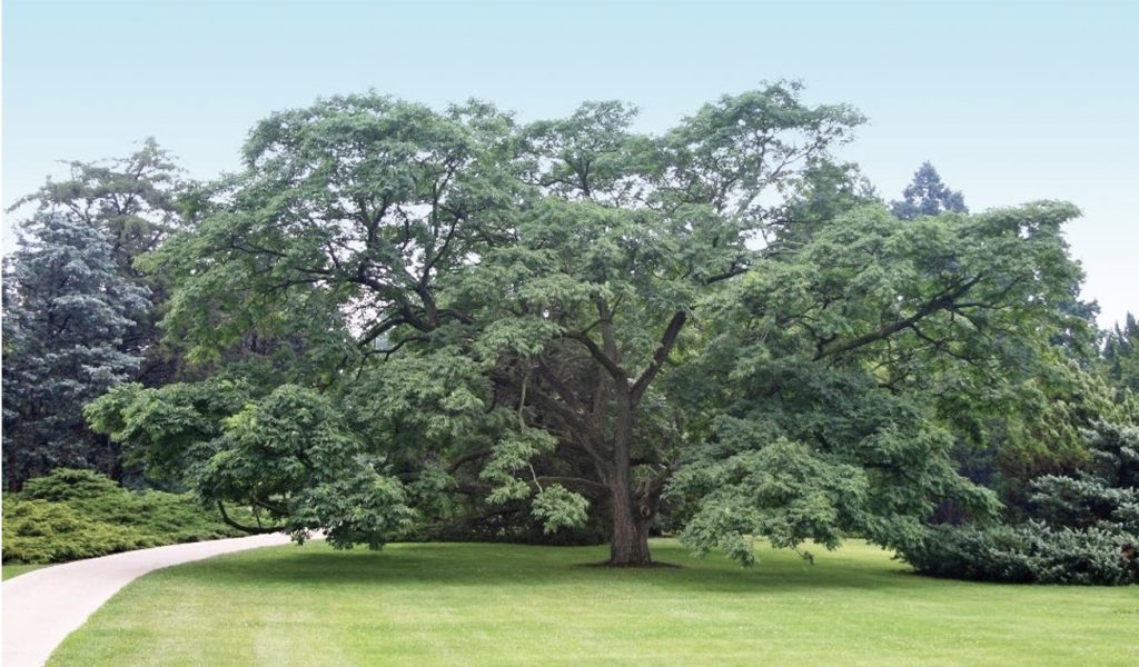 Amur corktree, full grown tree