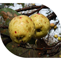 Yellow apples with brown discolorations caused by disease