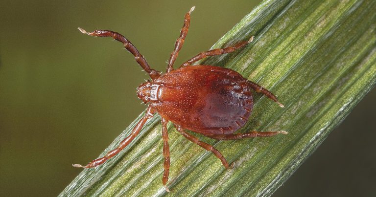 Adult Asian longhorned tick on grass