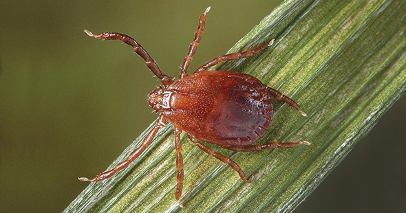 Adult longhorned tick