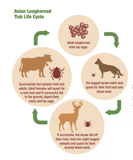 Asian longhorned tick life cycle