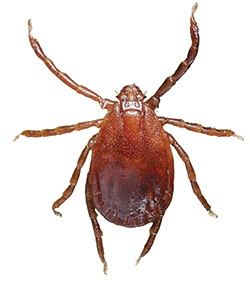 Asian longhorned tick, adult female