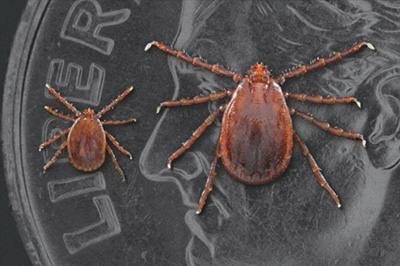 Asian longhorned ticks on a dime.